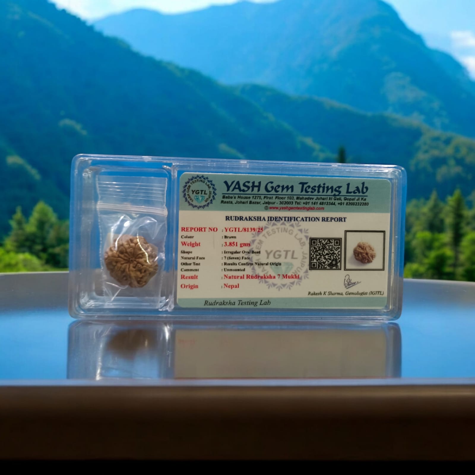 7 Mukhi Rudraksh Original Nepali Lab Certified Rudraksha