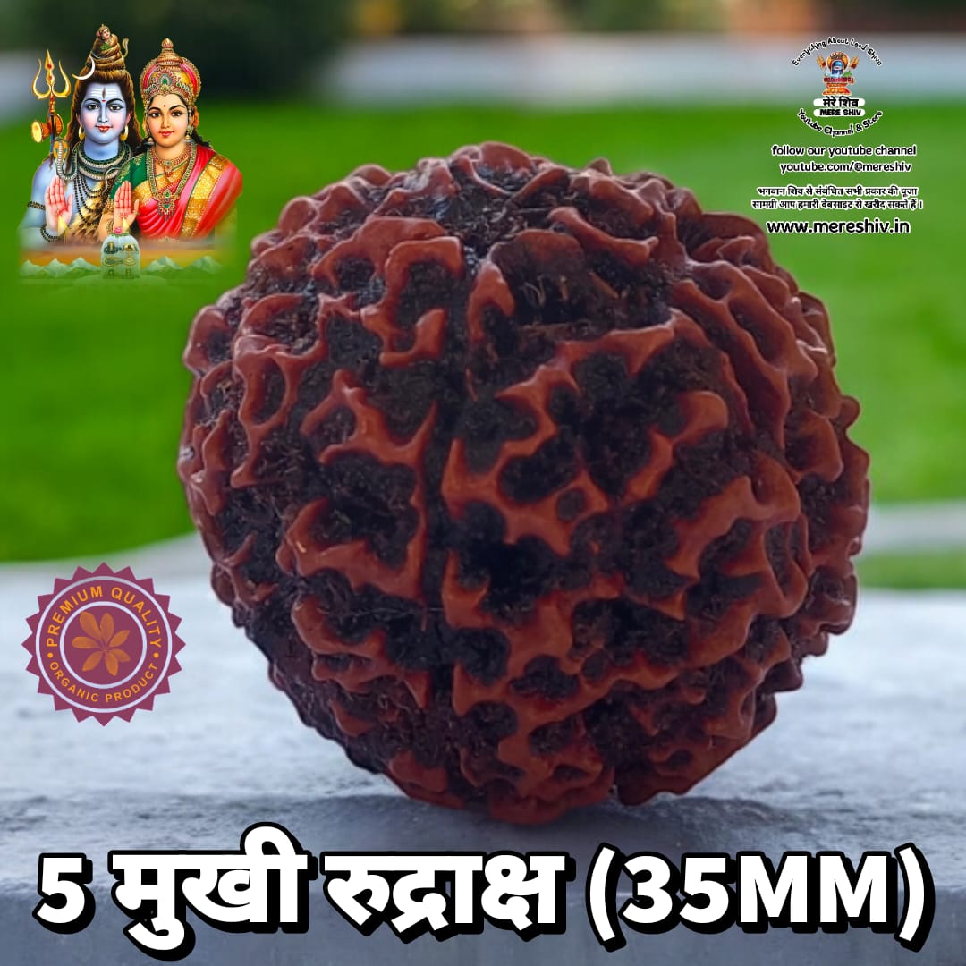 5 मुखी रुद्राक्ष 35 MM बड़ा साइज Big Size 5 Mukhi Rudraksh