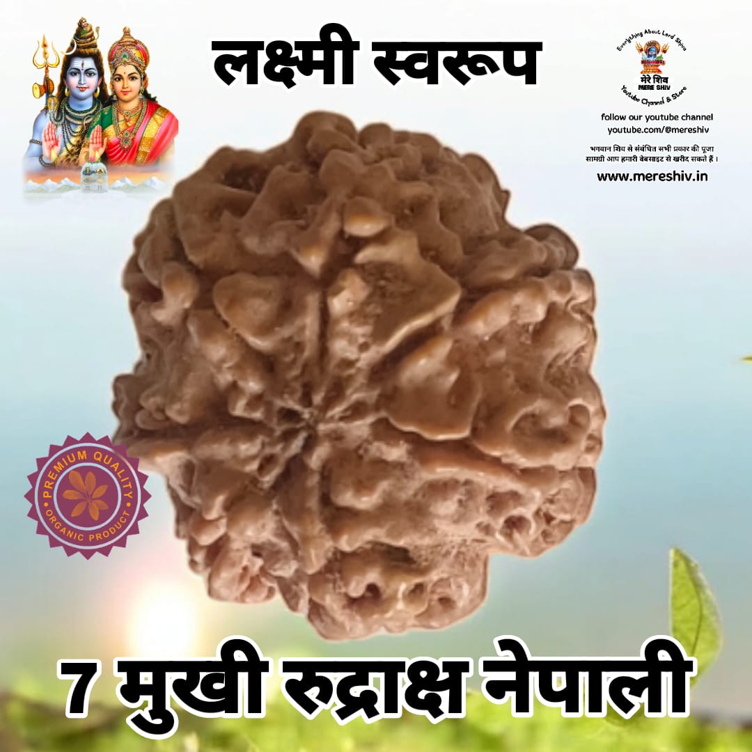7 Mukhi Rudraksh Original Nepali Lab Certified Rudraksha
