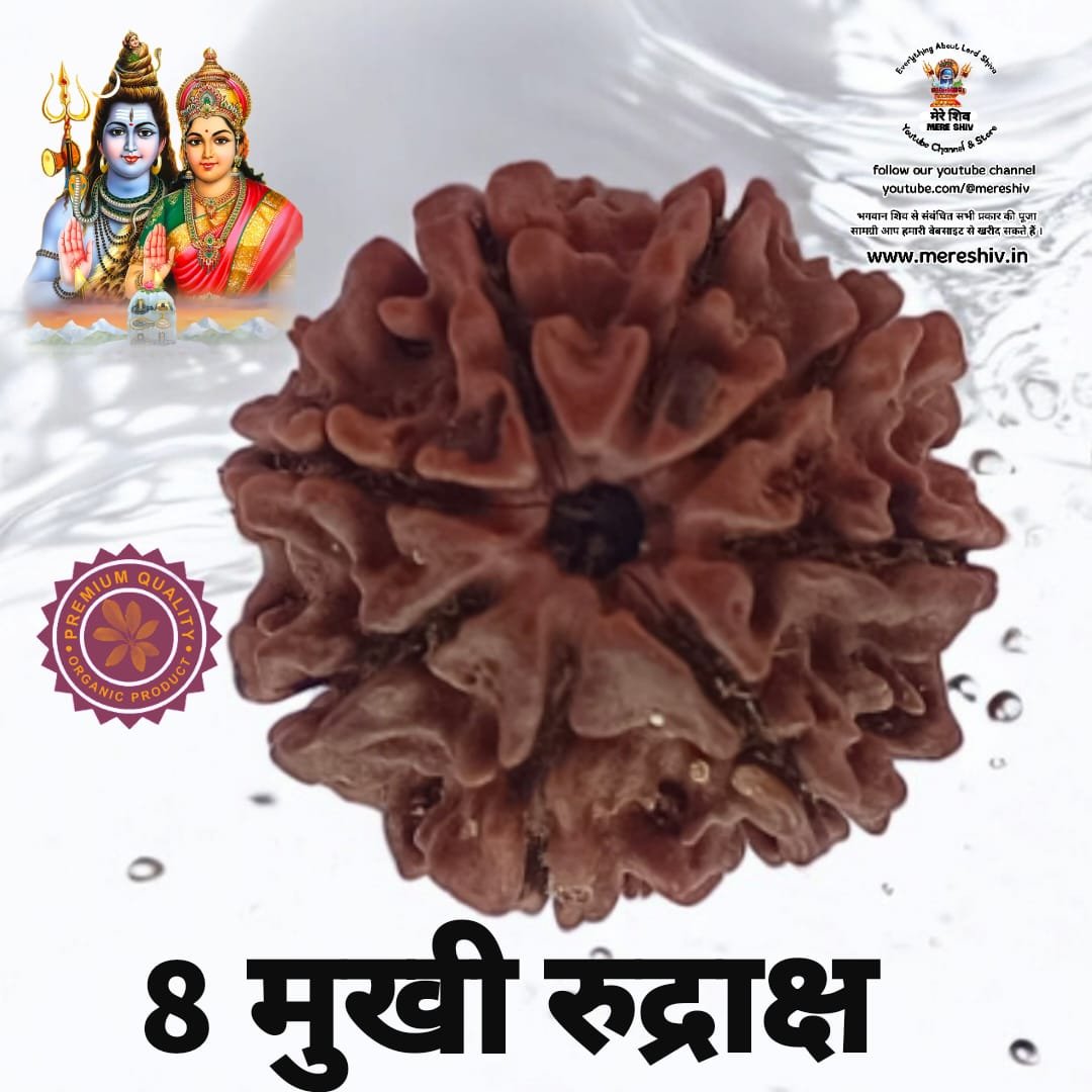असली 8 मुखी नेपाली रुद्राक्ष eight mukhi Rudraksh Nepali Original
