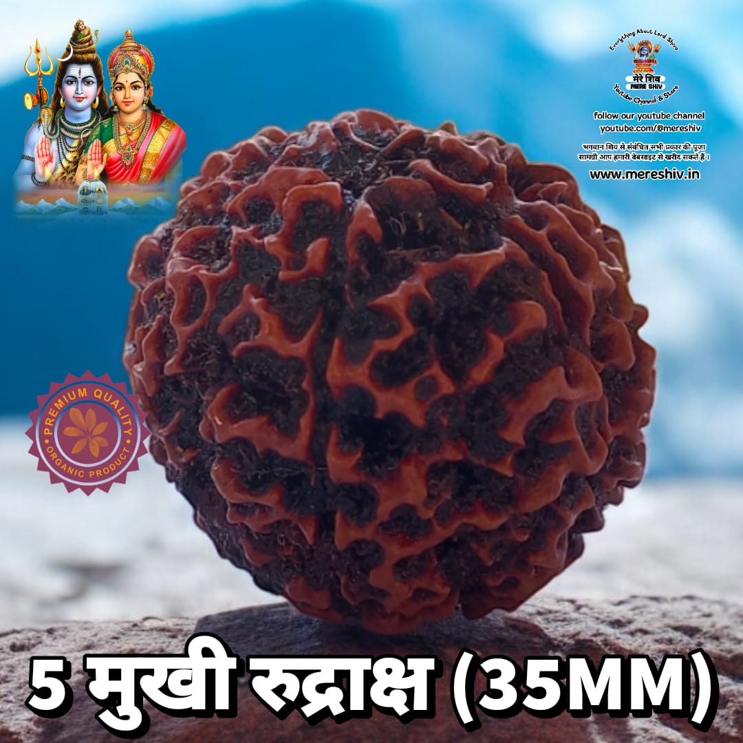 5 मुखी रुद्राक्ष 35 MM बड़ा साइज Big Size 5 Mukhi Rudraksh
